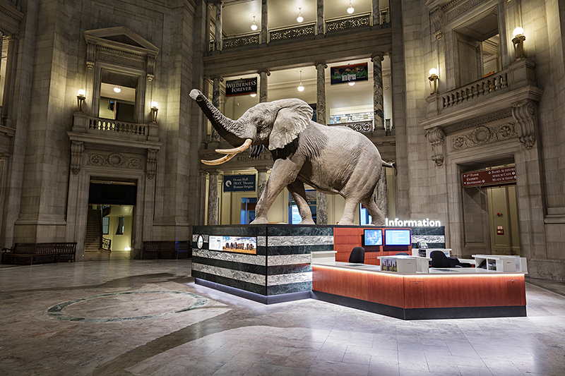 An African bull elephant greets visitors in the rotunda of the Smithsonian National Museum of Natural History.