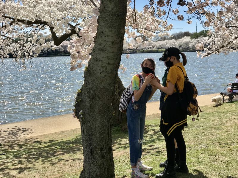 Students take a moment to take in the sights and smells of the Cherry Blossom trees in Washington, DC.